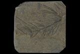 Fossil Pennsylvanian Horsetail (Asterophyllites) - France #114608-1